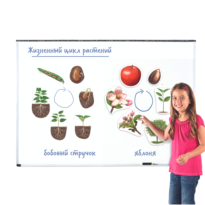 Магнитный набор "Жизненный цикл растений" Learning Resources MG6045 - фото 115204170