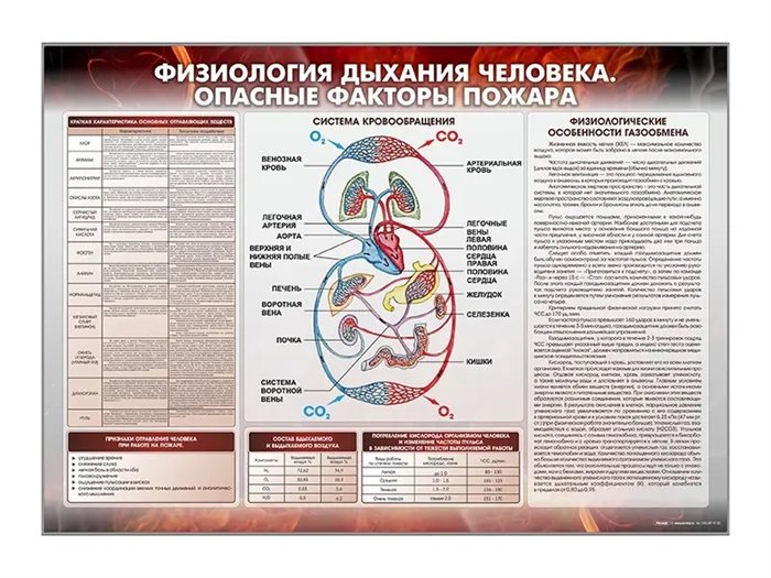 Стенд "Физиология дыхания человека. Опасные факторы пожара" Зарница ✅ - фото 115772276