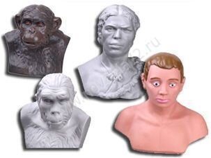 Набор палеонтологических муляжей - фото 117906413