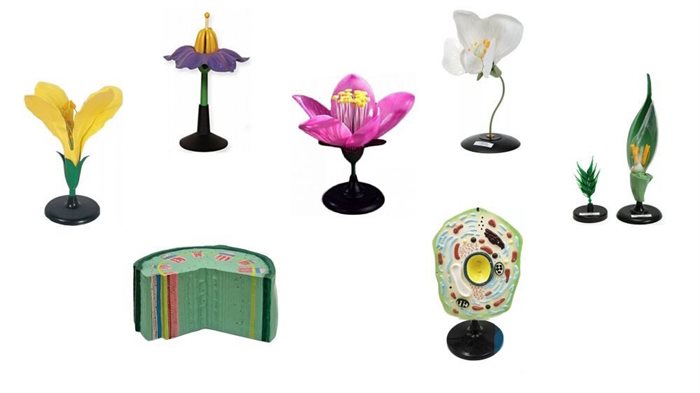 Комплект ботанических моделей демонстрационный - фото 117906414