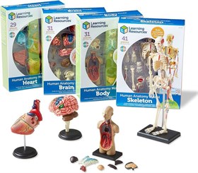 Развивающий игровой набор "Анатомия человека" Learning Resources LER3338 (132 элемента)