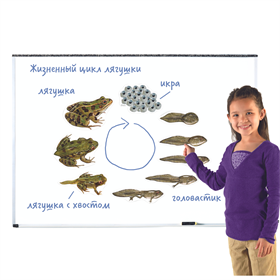 Магнитный набор "Жизненный цикл лягушки" Learning Resources MG6041