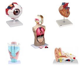 Комплект анатомических моделей демонстрационный