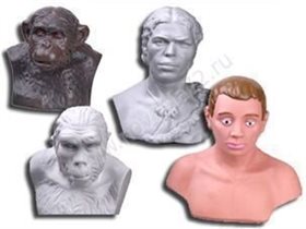 Набор палеонтологических муляжей