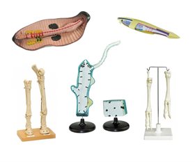 Комплект зоологических моделей демонстрационный