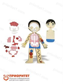 Бизиборд Строение тела