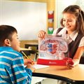 Развивающая игрушка "Cердечно-сосудистая система" Learning Resources LER3535 - фото 115203554 Развивающая игрушка "Cердечно-сосудистая система" Learning Resources LER3535 - фото 115203554