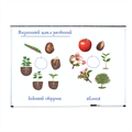 Магнитный набор "Жизненный цикл растений" Learning Resources MG6045 - фото 115204171