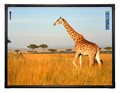 Интерактивная доска ActivBoard Touch 78 (672398) - фото 115225813