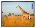 Интерактивная доска ActivBoard Touch 78, 6 касаний (677113) - фото 115225817