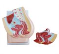 Анатомическая модель женского таза, 2 детали, срединное сечение XC-332B-1 - фото 115251722