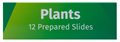 Набор микропрепаратов Levenhuk LabZZ P12, растения - фото 115254371