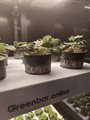 Ситиферма Greenbar- LUX4 ПАК для выращивания зелени и пряных травтрав ✅ - фото 115748101