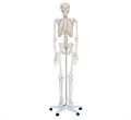 Скелет в натуральную величину высотой 180 см XC-101 - фото 115772098
