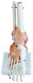 Анатомическая модель стопы в натуральную величину со связками XC-113A - фото 115772121