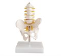 Анатомическая модель таза половинного размера с 5 поясничными позвонками XC-115A - фото 115772125