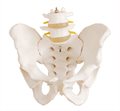 Таз в натуральную величину с 2 поясничными позвонками XC-128 - фото 115772141