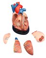 Анатомическая модель сердца, 3-кратное увеличение, 5 деталей XC-307D - фото 115772188