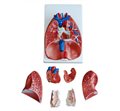 Анатомическая модель гортани, сердца и лёгких в натуральную величину (7 частей, со съёмными элементами) XC-320 - фото 115772209