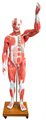 Анатомическая модель мышц человека в натуральную величину, 29 деталей XC-339 - фото 115772243