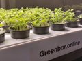 Ситиферма Greenbar LUX-5 ПАК для выращивания зелени, пряных трав ✅ - фото 115772388