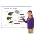 Магнитный набор "Жизненный цикл лягушки" Learning Resources MG6041 - фото 115805934