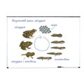 Магнитный набор "Жизненный цикл лягушки" Learning Resources MG6041 - фото 115805936