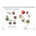 Магнитный набор "Жизненный цикл растений" Learning Resources MG6045 - фото 115805942